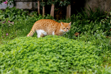 curious ginger cat exploring green grass outdoors