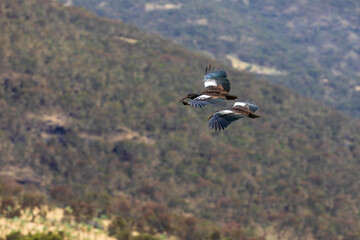 Wattled ibis (Bostrychia carunculata), species of bird in the family Threskiornithidae. Endemic to the Ethiopian highlands and is found only in Ethiopia and Eritrea. Simien Mountain Ethiopia Wildlife.