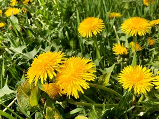 close up photo of yellow dandelions in a meadow in early summer