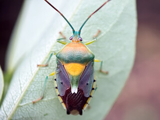 Close up of stink bug (Pentatomoidea), stink bug in green leaves