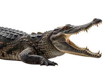 Naklejka premium Detailed Crocodile Close-Up – Textured Scales and Sharp Teeth on png Background