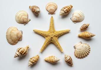 Starfish and seashells arranged in a circle on a white background in a studio setting top view