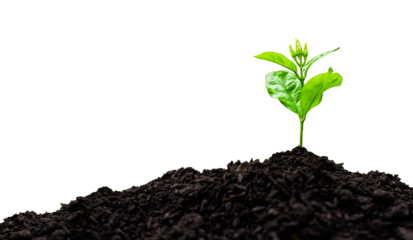 Seedling with green leaves on growing soil pile isolated on against transparent background. Environmental conservation concept..