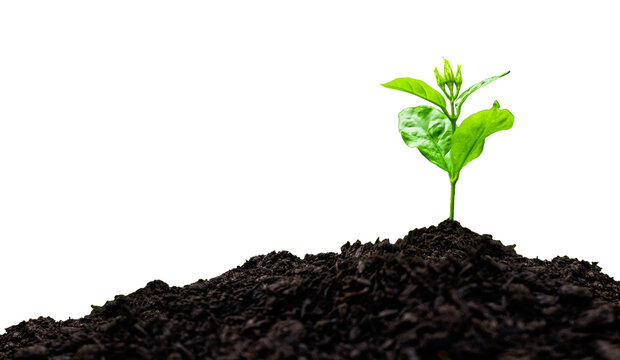 Seedling with green leaves on growing soil pile isolated on against transparent background. Environmental conservation concept..