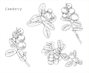 Collection of hand drawn cowberry graphics, botanical line drawing, vector floral line art illustration for logo, advertising, packaging
