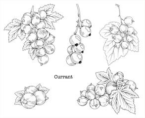Collection of hand drawn currant graphics, botanical line drawing, vector floral line art illustration for logo, advertising, packaging