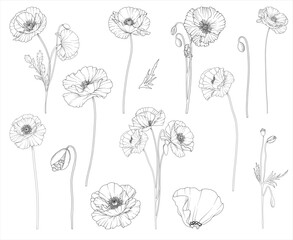 Botanical line vector illustrations, hand drawn poppies, floral line art for wedding, logo, advertising, packaging