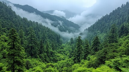 Fototapeta premium Emerald valley shrouded in ethereal mist