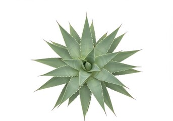 Fototapeta premium Top view of a light green spiky agave plant isolated against a bright white background image