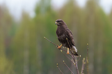 The common buzzard (Buteo buteo)