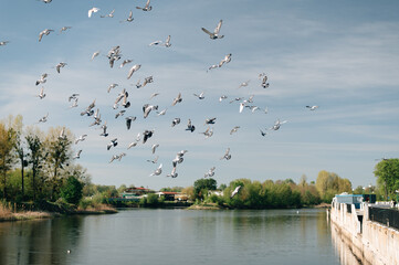 Pigeons fly over the river