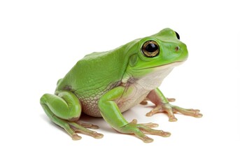 Obraz premium A vibrant green tree frog sitting on a white background looking forward in a studio shot image style