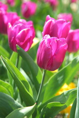 Tulips close-up