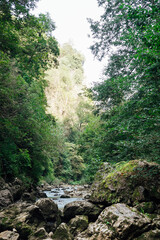 landscape, green forest and mountain river water