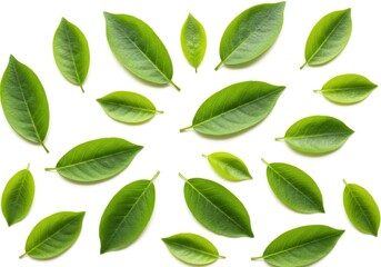 Scattered arrangement of vibrant green leaves on a plain white background in a studio setting
