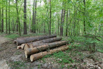 Fototapeta premium Logs of Wood Stacked in a Forest