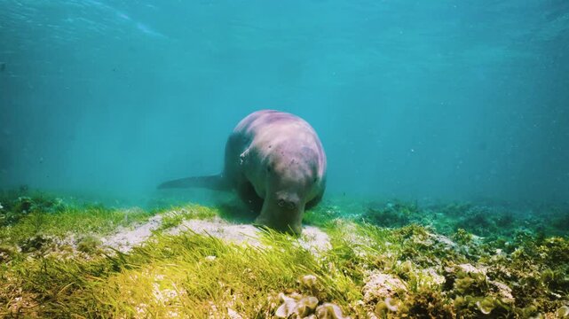 Wild Dugong (Mermaid): Peaceful, Leisurely Eating Seagrass on Seabed