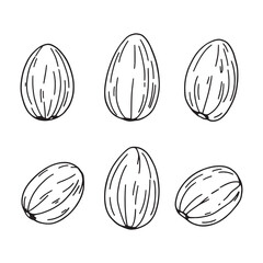 Almond nuts with green leaves botanical line drawing