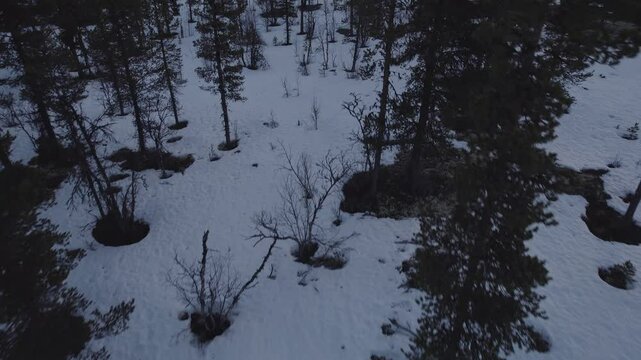 Aerial drone flight over snowy pine forest in Ringebu mountains, Norway