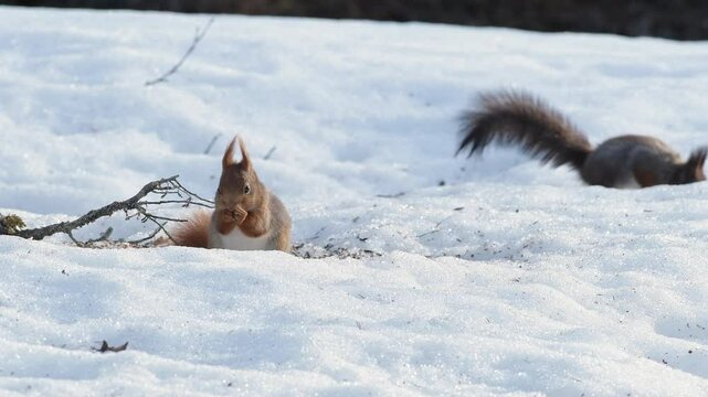 Eurasian red squirrels forage on snowy ground in Ringebu mountains, Norway