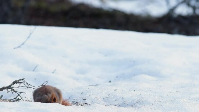 Cute red squirrel with tufted ears interacting on snow in Norway Ringebu