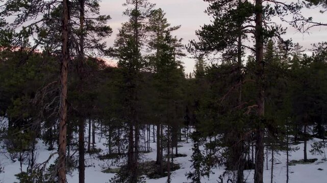 Majestic Ringebu mountains aerial view, flying over snow-covered pine trees