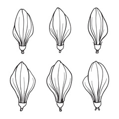 banana blossom line art botanical floral illustration