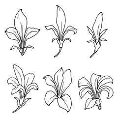 banana flower line drawing outline style botanical art