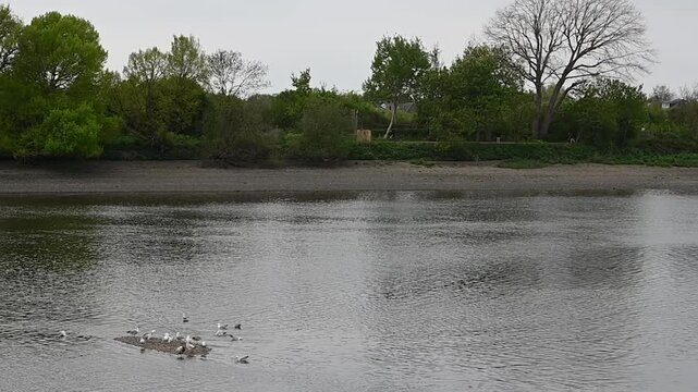 Seagulls sat together on the low tide, Thames, London, United Kingdom