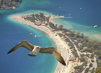 A seagull flies over Oludeniz Beach, Turkey. Oludeniz beach