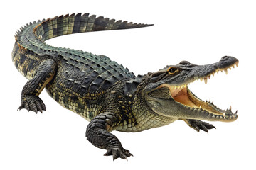 Naklejka premium Hyper-Realistic Crocodile Depiction – Detailed Teeth and Scales on White Background