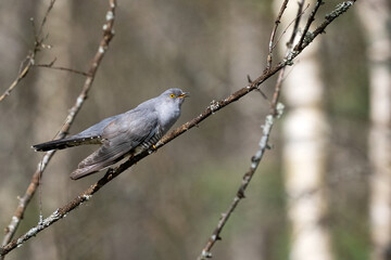 Common cuckoo in the forest early in spring