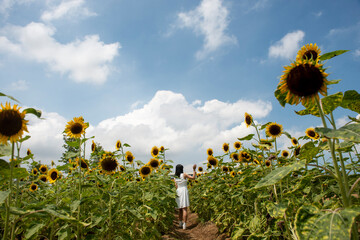 sunflower in the field and blue sky
