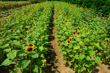 sunflower in the field and blue sky