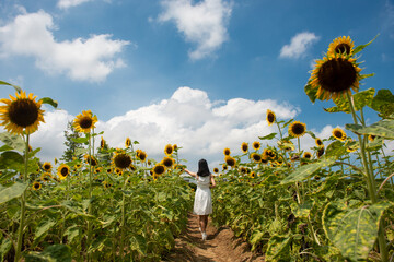 sunflower in the field and blue sky
