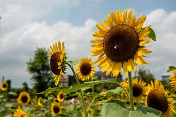 sunflower in the field and blue sky
