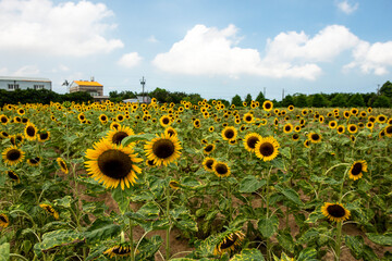 sunflower in the field and blue sky