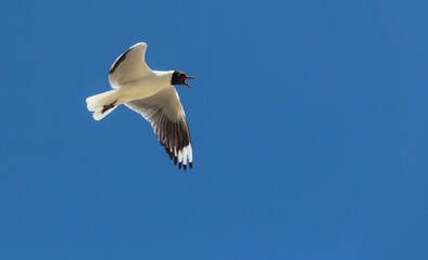 Gull