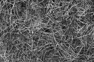 Black and white grass. Fragrant hay for animals