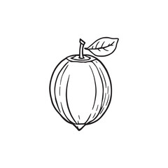 cocoplum vector line art sketch of exotic tropical plant