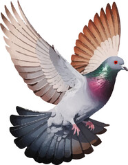 pigeon isolated on white background