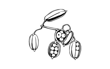 black and white vector illustration of Black wattle fruit, small elongated pods with round seeds inside, thick black outlines on a white background.
