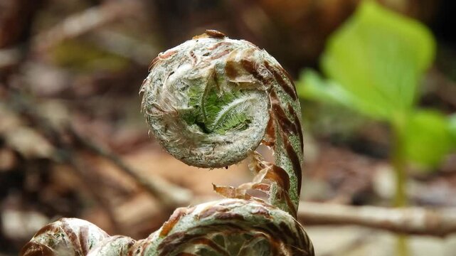 【山野草・シダ】イヌガンソク（犬雁足）：Pentarhizidium orientale 250424-1