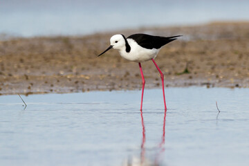 Pied Stilt - Himantopus leucocephalus - standing in wetland - long-legged wader
