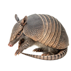 Obraz premium A armadillo isolated on a transparent background