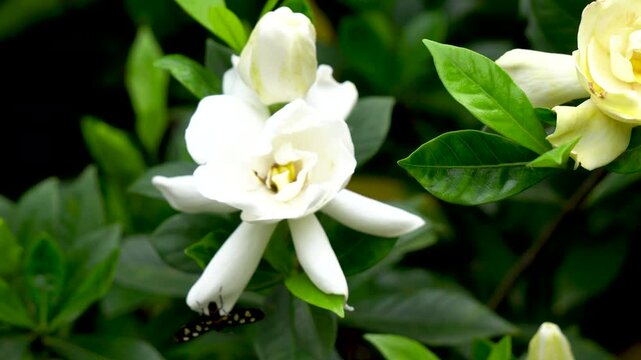 Handmaiden Moth or an insect in togor phul or crape jasmine flower