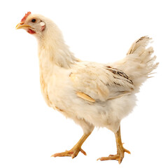 Fototapeta premium A chicken isolated on a transparent background