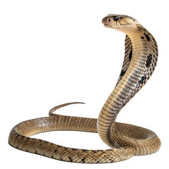 Fototapeta premium A cobra isolated on a transparent background
