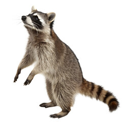 A raccoon isolated on a transparent background