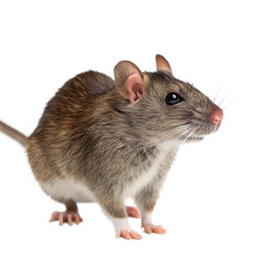 Obraz premium A rat isolated on a transparent background